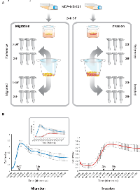 Figure  1: Experimental  design  for  in vitro  isolation  of  RNA  from  migratory/invasive  and  reference  populations. 