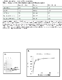 Figure 2:  Purified trT2-50 and trT2-50m on a 12.5% SDS-PAGE. 