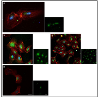 Figure 5:  Peptide K108-K133 (26aa) is localized to the cell. 