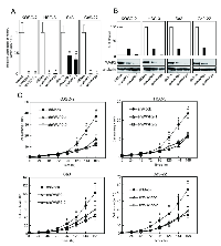 Figure 2:  shWWP2 transfection and reduced cellular growth in shWWP2 cells. 