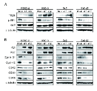 Figure 3:  shWWP2 increases PTEN and promotes G2/M arrest via the PI3K-AKT pathway. 