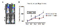 Figure 3:  Bioluminescence of fully established metastases was inhibited by AZD6244 treatment. 