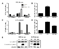 Figure 5:  AZD6244 treatment induced apoptosis under low serum conditions. 