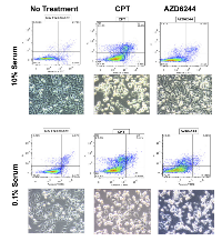 Figure 6:  AZD6244 treatment resulted in increased apoptosis and altered cell morphology in low serum. 