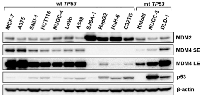 Figure 1: Expression levels of p53, MDM2, and MDM4  in cancer cell lines. 