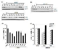 Figure  2:  Effects  of  siRNAs  targeting  MDM2   and  their  dsRDC  forms  on  MDM2  expression  and  cell  growth. 