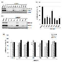 Figure 3:  Effects of siRNAs targeting MDM4  and their dsRDC forms on MDM4 expression and cell growth. 