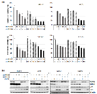 Figure 7: Combined knockdown of MDM2 and MDM4 in wt TP53 cell lines with high and low MDM4 expression. 
