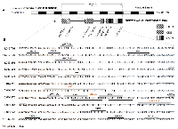 Figure 3: Chromosomal locus, gene architecture and transcription factor binding information. 