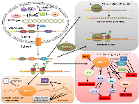 Figure 4:   A systemic view of GPRC5A’s activity. 