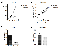 Figure 1: Sunitinib treatment of HT-29PAR and HT-29SUN tumors. 