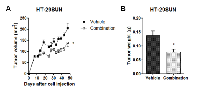 Figure 4:  Co-treatment of sunitinib with chloroquine. 