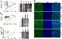 Figure 5:  AVL9 - and DENND5A -knockdown, but not NUPL1 -knockdown, promotes MDKCII migration.  