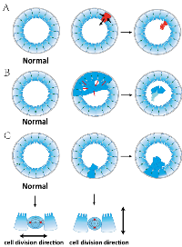 Figure 6:  Polarized epithelial tissue architecture suppresses tumorigenesis through three hypothesized mechanisms. 