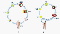 Fig.2:  The figure and legend are reproduced from [3], with consent of Vladimir Vinnitsky. 