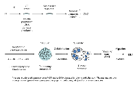 Fig.3:  Hypothetical scheme of cancer cell ‘life cycle’ based on embryological concept and experimental observations  of TP53 dysfunctional tumour cell lines after genotoxic treatments.