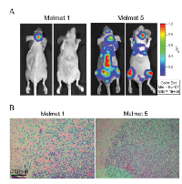 Figure 2:  In vivo  characterization of metastases  development in nude mice injected with GFP-Luc  tagged Melmet 1 (MM1) and Melmet 5 (MM5)  cells. 