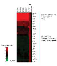 Figure 6:  Signal intensity heatmap of the top 30  differentially  expressed  genes  derived  from  a  direct  comparison between the mixed-species sample (early  brain  metastatic  growth,  marked  with  ∆)  versus  a  normal  mouse  brain  (marked  with  Ѳ)  hybridized  to  a  human-specific  beadarray. 