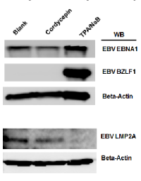 Figure 10:  Effect of cordycepin on EBV protein  production. 