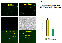 Figure 12:  Effect of cordycepin on EBV infection. 