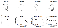 Figure 1:  Cytotoxicity of cordycepin. 