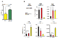 Figure 3:  Effect of cordycepin on cellular membrane integrity. 