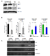 Figure 5:  Effect of cordycepin on methylation. 