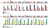 Figure 7:  Effects of cordycepin on EBV latent and lytic transcription. 