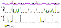 Figure 9:  Effect of cordycepin on histone modification at EBV genomic loci. 