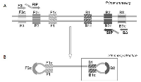 Figure 1: The LAMP technology principle. 