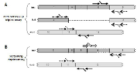 Figure 2:  PML-RARA RQ-LAMP assays design. 