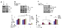 Figure 3:  Effects of AFP on p-AKT(Ser473) and CXCR4 expressions of PLC/PRF/5 and HLE cells. 