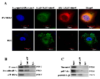 Figure 4:  Co-location and interaction of AFP with PTEN in PLC/PRF/5 and HLE cells. 