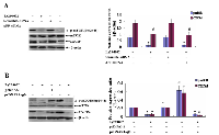 Figure 5:  Effects of AFP on the expressions of p-mTOR(Ser2448) and CXCR4 in PLC/PRF/5 and HLE cells. 