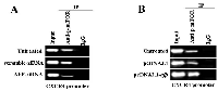 Figure 6:  Effects of AFP on combination of p-mTOR(Ser2448) and the CXCR4 gene promoter in PLC/PRF/5 and HLE  cells. 
