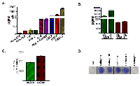 Figure 1:  In vitro  characterization of H1299-luc2 cells. 