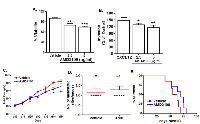 Figure 5:  Effects of in vitro  and in vivo  CXCR4 inhibition on H1299-luc2 cells. 