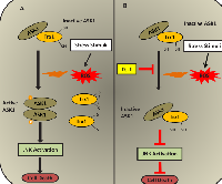 Figure 2:  Regulation of ASK1/Trx1 by DJ-1 under oxidative stress. 