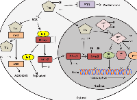 Figure 3:  Role of thioredoxin in regulating redox sensitive transcription factors and signalling pathways. 