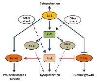 Figure 5:  Consequences of targeting each antioxidant, Trx1 and DJ-1, alone or in combination in cancer. 