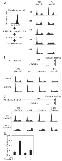 Figure  2:  Cell  cycle  analyses  of  HT-29  cells  by  flow  cytometry. 