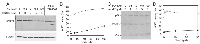 Figure 3: Characterization of the mechanism for cell death resulting from combined treatment with FU and hmUdR. 