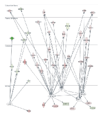 Figure 4:  Ingenuity Pathway Analysis (IPA) revealed  HIF1A, STAT1, STAT3, SP1 and LHX1 among the top  Transcription Factors of the top 1% deregulated genes  in ccRCC vs. the normal tissue samples, among the 5  Oncomine datasets.