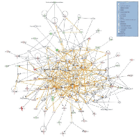 Figure 6:  Merge of the top 3 gene networks as revealed  by IPA.