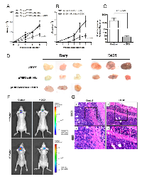 Figure 4:  Effect of miR-148a expression on tumorigenicity of medulloblastoma cells. 