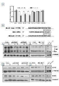 Figure 5:  Identification of miR-148a targets. 