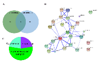 Figure  2:  Interactome  of  MCF-7  cells  expressing  endogenous  and  over-expressed  ERα. 