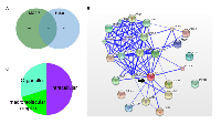 Figure 3:  Interactome of MCF-7 and HeLa cells with over-expressed ERα. 