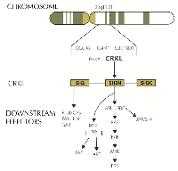 Figure 2: CRKL and downstream signaling.