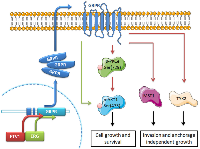 Figure 5:  Proposed model for GRPR involvement in the acquisition of oncogenic properties of prostate cancer cells  harboring ETS rearrangements. 